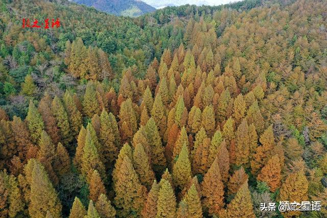 金黄耀眼的金钱松林间，隐逸的城墙如长城，有何秘密？