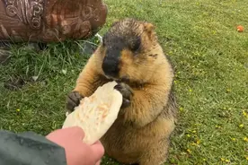 当心！远离网红萌宠“土拨鼠”图片