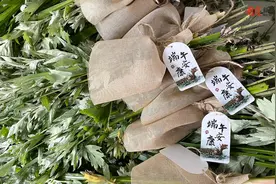 看度深观察丨是“草”也是“宝” 成都“小艾草”长出“大产业”图片
