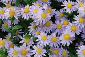 石家庄南高基公园选育新品种马兰绚烂绽放图片