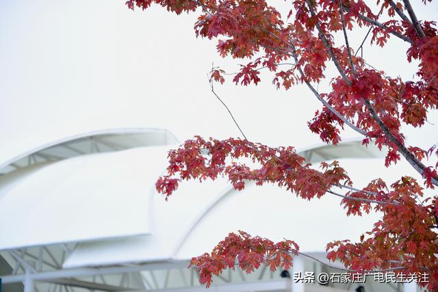 红叶知秋 赏景正当时石家庄公园广场红枫进入最佳观赏期