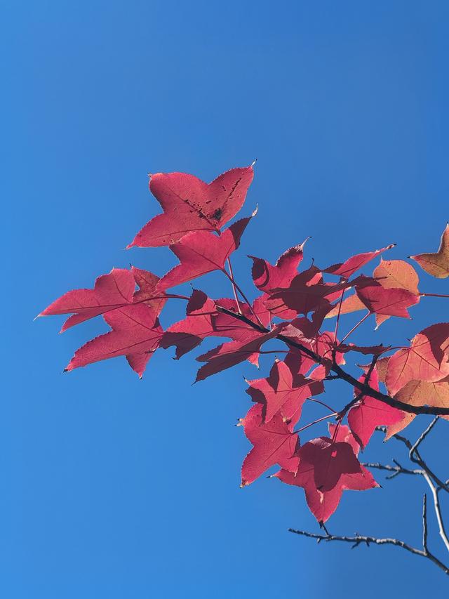 春融公园银杏黄金大道，免费打卡“冬日黄金雨”