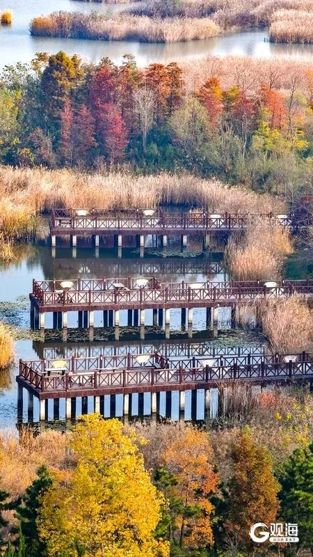 【绿色打卡地】初冬自然调色板！唐岛湾湿地尽显生态之美
