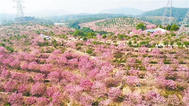 【五邑乡情】江门：颜值引客 情绪留客 文化黏客