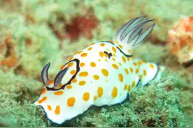 每天了解一种趣味动物—海蛞蝓图片