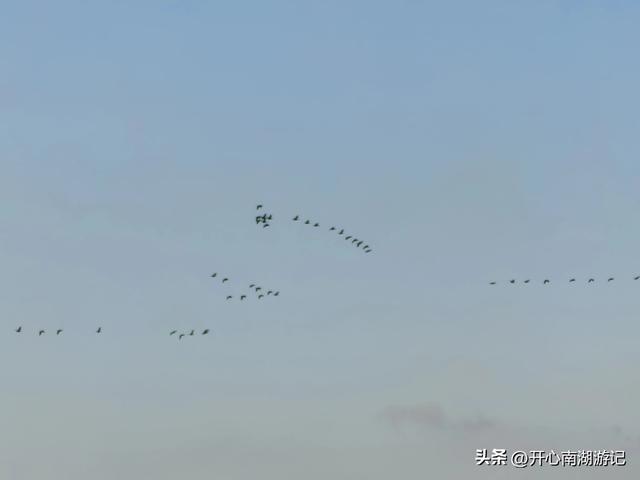 走，去渤海湾看候鸟…