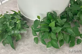 在花盆上套一个塑料袋，作用太棒了，解决了养花人的大烦恼图片