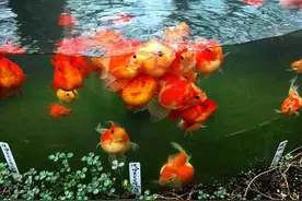 这几个情况，如果还在喂金鱼，那可能神仙都救不回来了图片