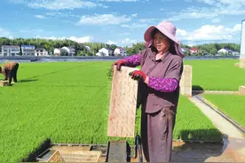水退人进抢农时——汨罗农业灾后恢复生产见闻图片