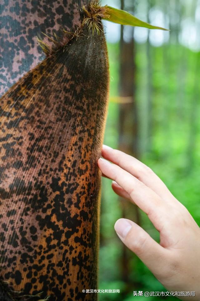 直冲30℃，咸宁请客，出来玩！