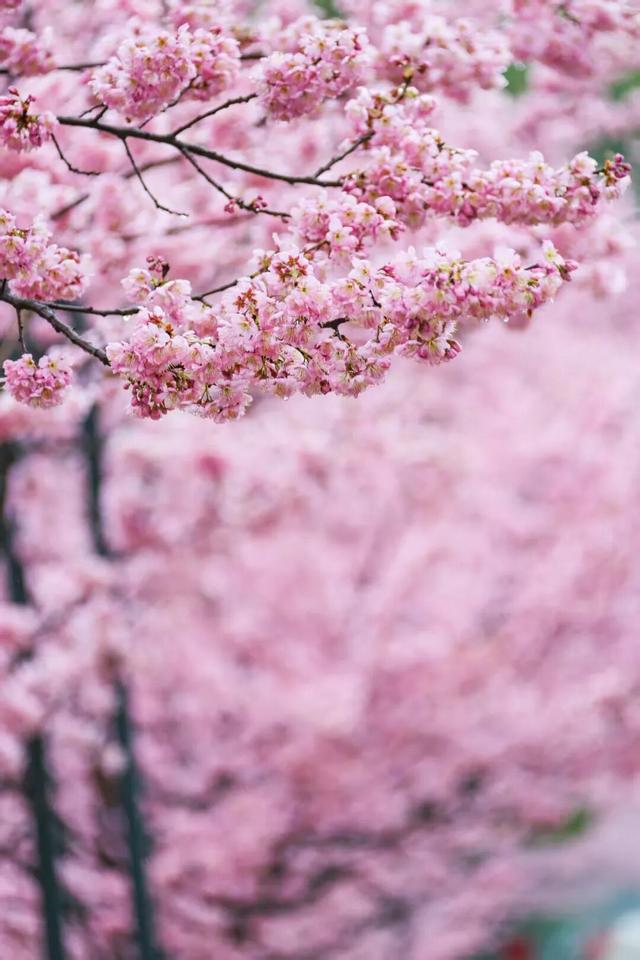 无锡的樱花都美成这样了！