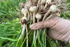 62种野菜大全，随便一种都能馋死人，再不吃下个月就老了图片