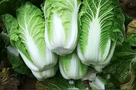 大白菜也不能吃了？专家：白菜有3种情况赶紧扔，别为小钱留隐患图片