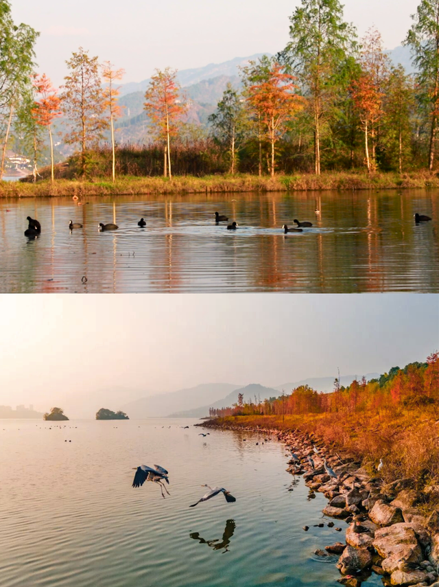 初冬必去，这里的水上彩林美成油画！