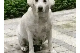 成都罗威纳咬人事件，白狗被找到时一脸无辜，疑似还在哺乳期图片