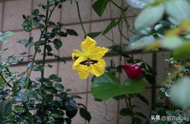 雨中赏花 别有韵味