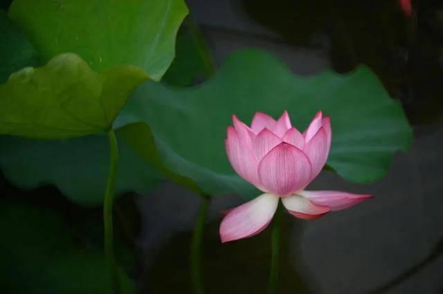 美出圈!东莞莲湖第一批荷花开了!