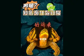 养龟到底有什么好处？图片