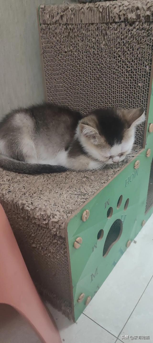 猫咪互动游戏大放送