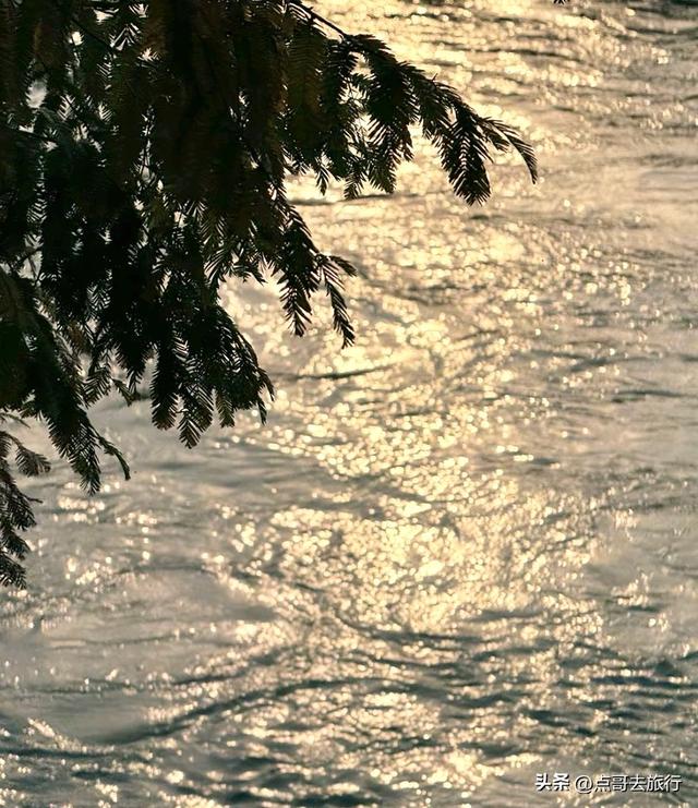 免费！成都府河上的水杉红惊艳来袭，地铁公交车直达！