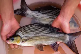 钓鱼人须知：钓到这五种鱼可别拿回家吃，吃了会有“牢狱之灾”！图片