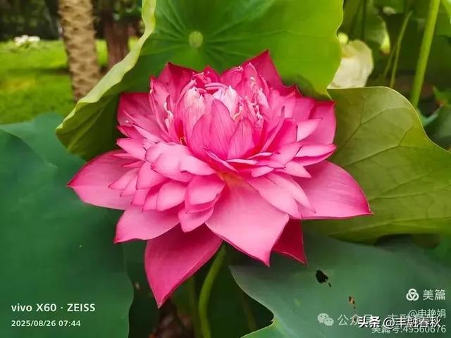 紫竹院竹荷季:一园清风里的诗意相逢| 申艳娟
