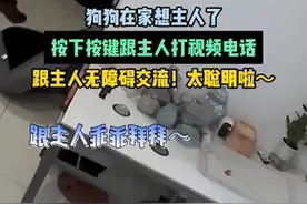 狗狗在家想主人了，按下按键跟主人打视频电话，跟主人无障碍交流！太聪明啦～图片
