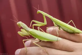 螳螂繁殖：探究昆虫繁殖的奥秘图片