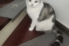 猫是灵兽，对房子的旺盛和主人的运气都有好处图片