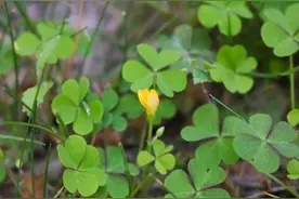 辨词：酢浆草是cù还是zhà？图片