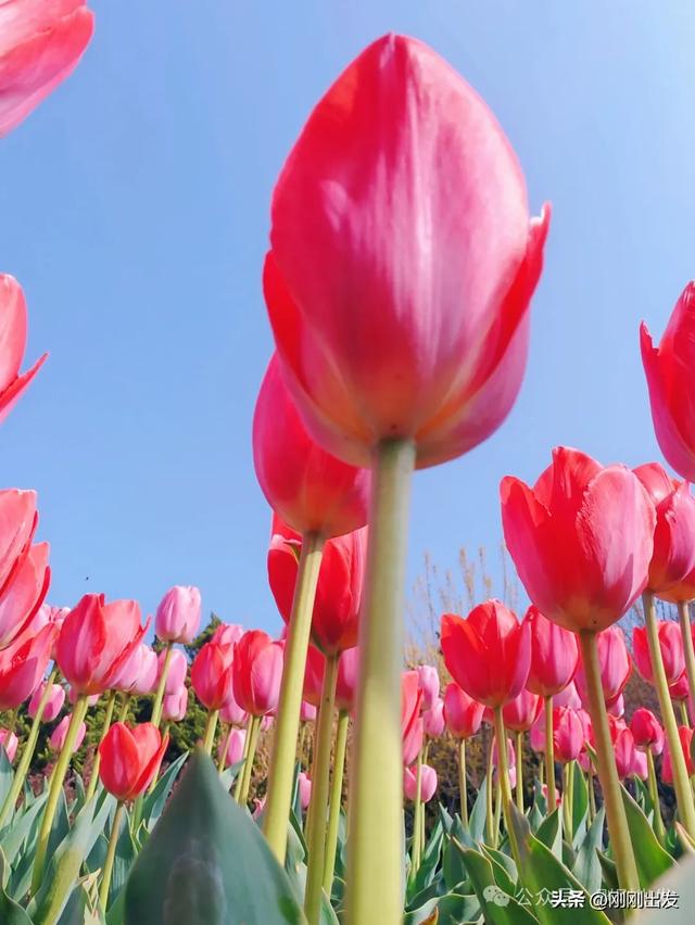 大连发现一片免费郁金香,开得太美了