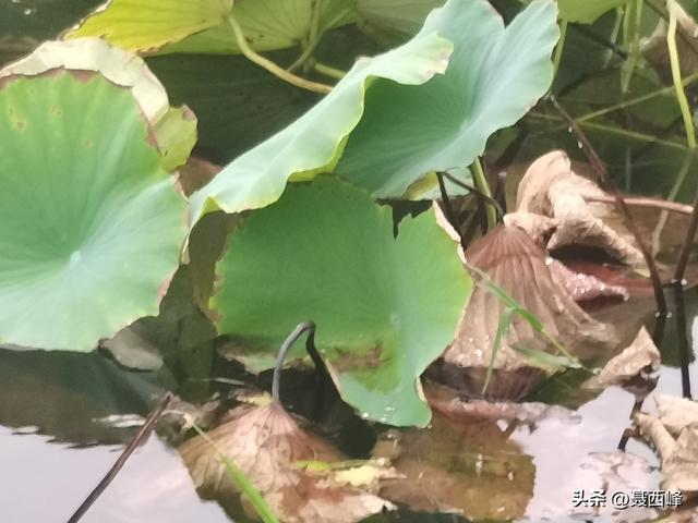 湖岸风光:秋菏