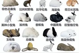 我国十大野兔，你家乡的野兔是哪种？图片