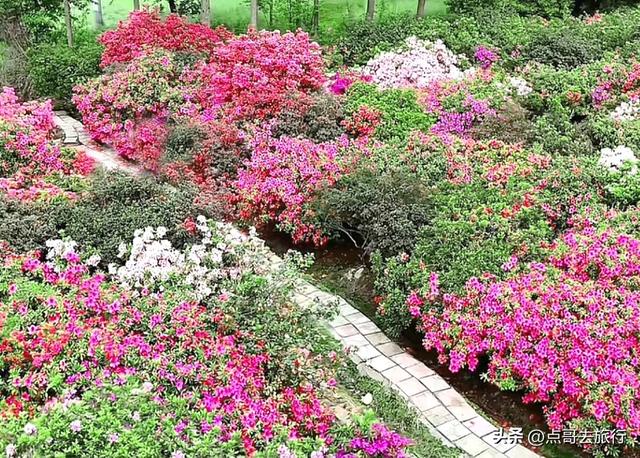 成都公园最大规模杜鹃花开了，200多亩花开成海，不要门票！