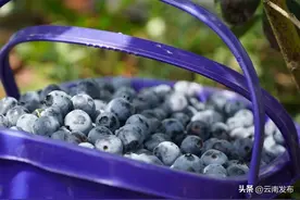 红河州蓝莓种植企业达100余家图片