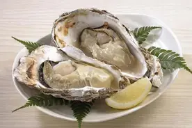 每日认识一味药牡蛎图片