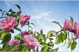 女人晚上想你了，不会直说，而是有这些“暗号”图片