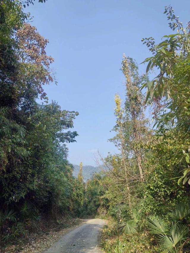 成都1h直达5000亩竹林，不费腿0门票，徒步挖笋玩水遛娃天花板！