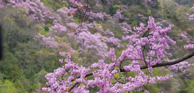 广元不远 周末优选｜不如见一面，顺便玩一圈！清明假期带你玩转唐家河