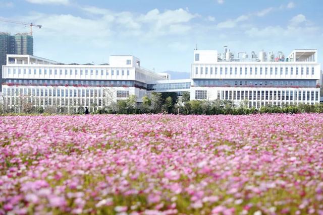 格桑花、紫花风铃木、雪白油茶花……肇庆这里太美了！