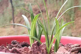 老公养的兰花烂根了，老婆随手一个动作，20天后新根爆满图片