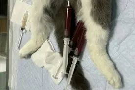 公猫尿闭如何治疗？平时在家可以怎么调理？图片