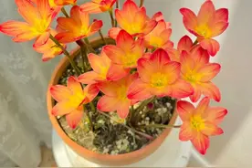 8种“养不死”的花，扔外面不用管，照样爆盆爆花，适合懒人！图片