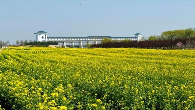 寻找最美春天 | 山东日照：繁花 “织” 就浪漫城