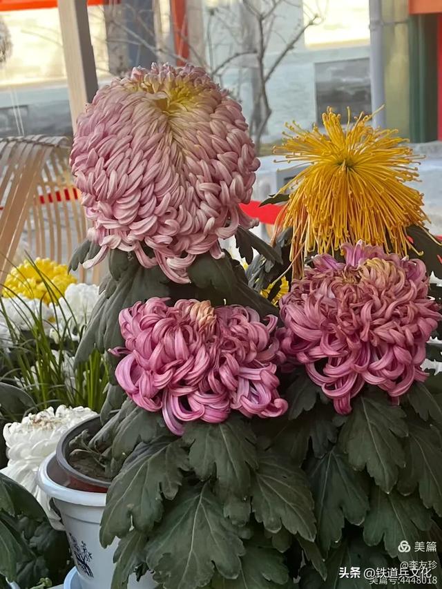 李友珍||岁月倏然·菊韵飘香——紫竹院公园的菊展