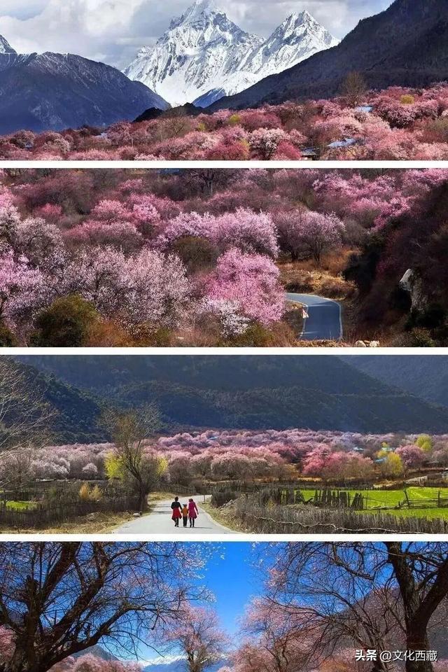林芝桃花节花期已定！中国最美桃花，超详细打卡攻略来了！