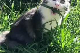 猫为什么爱吃草？养猫的人和不养猫的人可能都不知道的真相！图片