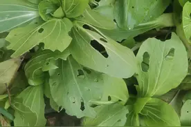 种菜时叶片上有很多小洞孔，多是跳甲危害，4个配方可轻松治虫图片