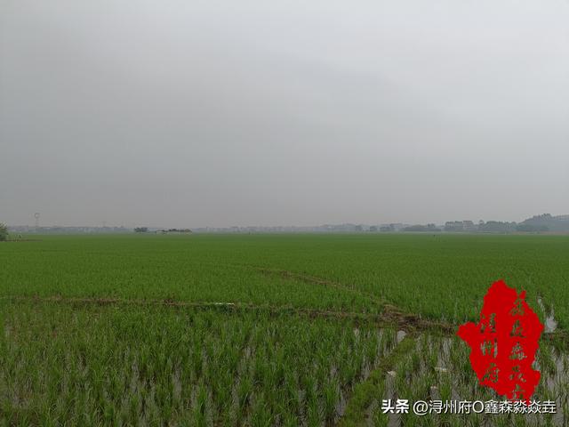 广西人文：八月秋社到，又是食社整饮时