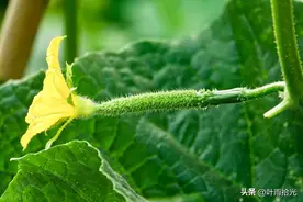 阿维菌素别再单用了，试试这几个优秀混剂配方，高效杀灭所有害虫图片